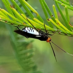 Trilaccus mimeticus at The Pinnacle - 9 Feb 2023 03:34 PM