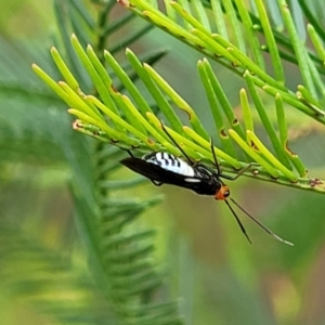 Trilaccus mimeticus at The Pinnacle - 9 Feb 2023 03:34 PM