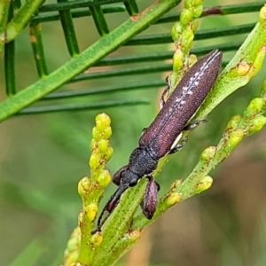 Rhinotia sp. in brunnea-group at Weetangera, ACT - 9 Feb 2023