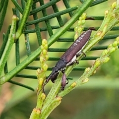 Rhinotia sp. in brunnea-group at Weetangera, ACT - 9 Feb 2023