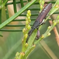 Rhinotia sp. in brunnea-group at Weetangera, ACT - 9 Feb 2023