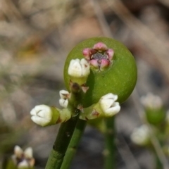 Choretrum pauciflorum (Dwarf Sour Bush) at Namadgi National Park - 3 Feb 2023 by RobG1