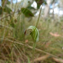 Diplodium decurvum (Summer greenhood) at Namadgi National Park - 3 Feb 2023 by RobG1