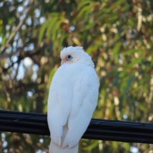 Cacatua sanguinea at Kambah, ACT - 9 Feb 2023 07:02 PM