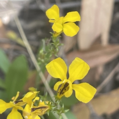 Goodenia bellidifolia (Daisy-leaf Goodenia) at Lower Boro, NSW - 2 Feb 2023 by JaneR