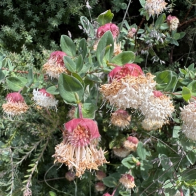 Pimelea ligustrina subsp. ciliata at Cotter River, ACT - 25 Jan 2023 by Pirom