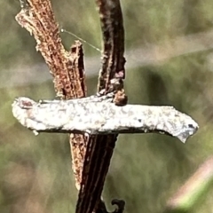 Epermenia exilis (Shark Moth (family Epermeniidae)) at Rendezvous Creek, ACT - 5 Feb 2023 by Pirom