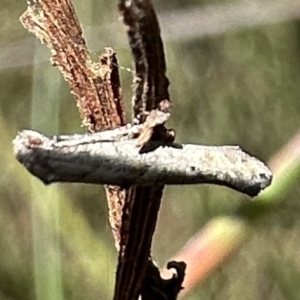 Epermenia exilis at Rendezvous Creek, ACT - 6 Feb 2023 10:44 AM