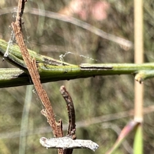 Epermenia exilis at Rendezvous Creek, ACT - 6 Feb 2023 10:44 AM