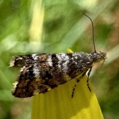 Asterivora lampadias (A Metalmark moth) at Namadgi National Park - 25 Jan 2023 by Pirom
