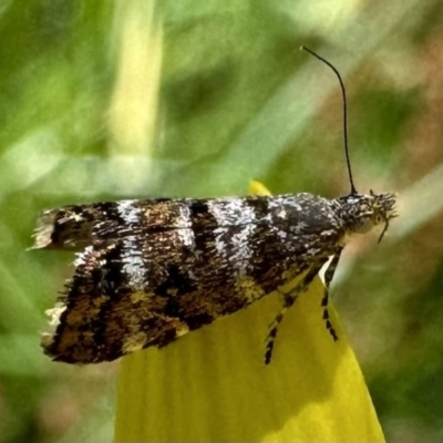 Asterivora lampadias (A Metalmark moth) at Cotter River, ACT - 25 Jan 2023 by Pirom