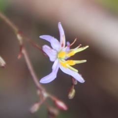 Dianella sp. aff. longifolia (Benambra) (Pale Flax Lily, Blue Flax Lily) at Mongarlowe River - 9 Feb 2023 by LisaH
