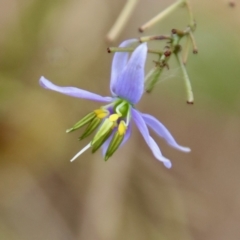 Dianella revoluta var. revoluta (Black-Anther Flax Lily) at Mongarlowe River - 9 Feb 2023 by LisaH