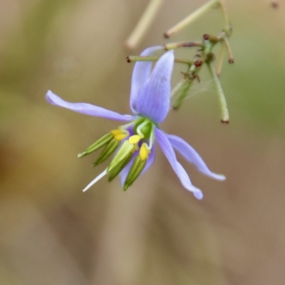 Dianella revoluta var. revoluta (Black-Anther Flax Lily) at Mongarlowe, NSW - 9 Feb 2023 by LisaH