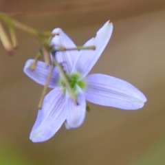 Dianella revoluta var. revoluta at Mongarlowe, NSW - 9 Feb 2023