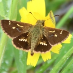 Dispar compacta (Barred Skipper) at Mongarlowe River - 9 Feb 2023 by LisaH