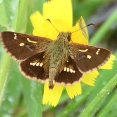 Dispar compacta (Barred Skipper) at Mongarlowe River - 9 Feb 2023 by LisaH