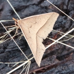 Epidesmia chilonaria (Golden-winged Epidesmia) at Mongarlowe River - 9 Feb 2023 by LisaH