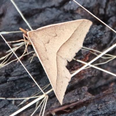 Epidesmia chilonaria (Golden-winged Epidesmia) at Mongarlowe River - 9 Feb 2023 by LisaH