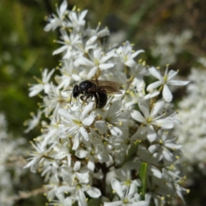 Lasioglossum (Chilalictus) sp. (genus & subgenus) at Coombs, ACT - 5 Feb 2023 12:25 PM