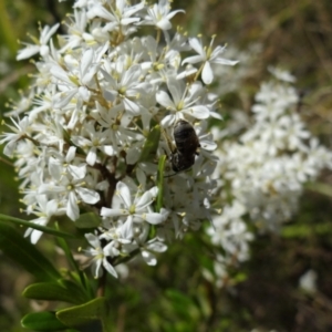 Lasioglossum (Chilalictus) sp. (genus & subgenus) at Coombs, ACT - 5 Feb 2023 12:25 PM