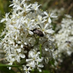 Lasioglossum (Chilalictus) sp. (genus & subgenus) at Coombs, ACT - 5 Feb 2023