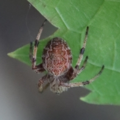 Araneus hamiltoni (Hamilton's Orb Weaver) at Mongarlowe River - 9 Feb 2023 by LisaH