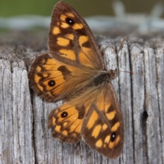 Geitoneura klugii (Marbled Xenica) at Mongarlowe River - 9 Feb 2023 by LisaH