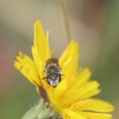 Lasioglossum (Chilalictus) lanarium at Mongarlowe, NSW - suppressed