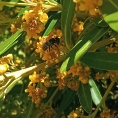 Megachile (Hackeriapis) oblonga (A Megachild bee) at Holder, ACT - 5 Feb 2023 by Miranda