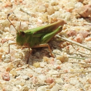 Caledia captiva at Mallacoota, VIC - 5 Feb 2023 11:08 AM