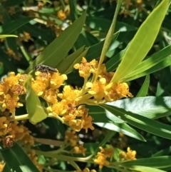 Unidentified Bee (Hymenoptera, Apiformes) at Holder, ACT - 5 Feb 2023 by Miranda