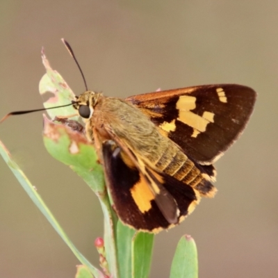 Trapezites symmomus (Splendid Ochre) at Mongarlowe, NSW - 9 Feb 2023 by LisaH