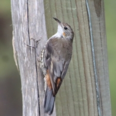 Cormobates leucophaea at Mongarlowe, NSW - 9 Feb 2023