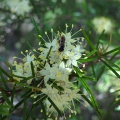 Unidentified Bee (Hymenoptera, Apiformes) at Acton, ACT - 3 Oct 2022 by Miranda