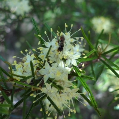 Unidentified Bee (Hymenoptera, Apiformes) at Acton, ACT - 3 Oct 2022 by Miranda