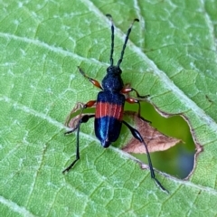 Obrida fascialis (One banded longicorn) at Mongarlowe, NSW - 8 Feb 2023 by LisaH