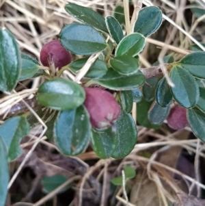 Cotoneaster rotundifolius at Fadden, ACT - 9 Feb 2023 05:24 PM