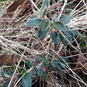 Cotoneaster rotundifolius at Fadden, ACT - 9 Feb 2023 05:24 PM