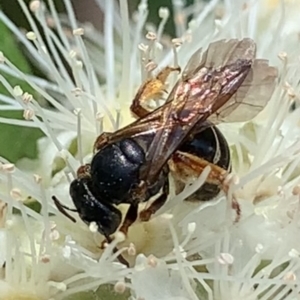 Lasioglossum (Chilalictus) bicingulatum at Dulwich Hill, NSW - 24 Jan 2023