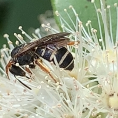 Lasioglossum (Chilalictus) bicingulatum at Dulwich Hill, NSW - 24 Jan 2023