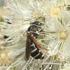 Lasioglossum (Chilalictus) bicingulatum at Dulwich Hill, NSW - 24 Jan 2023