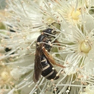 Lasioglossum (Chilalictus) bicingulatum at Dulwich Hill, NSW - 24 Jan 2023