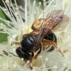 Lasioglossum (Chilalictus) bicingulatum at Dulwich Hill, NSW - 24 Jan 2023