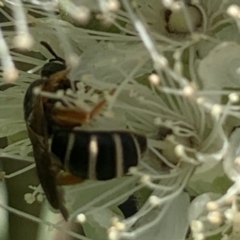 Lasioglossum (Chilalictus) bicingulatum at Dulwich Hill, NSW - 24 Jan 2023