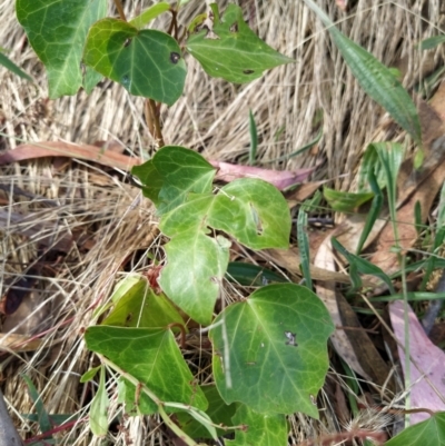 Hedera helix (Ivy) at Wanniassa Hill - 9 Feb 2023 by KumikoCallaway