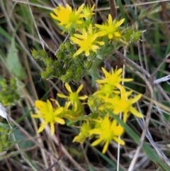 Sedum sp. (A Stonecrop) at Wanniassa Hill - 9 Feb 2023 by KumikoCallaway