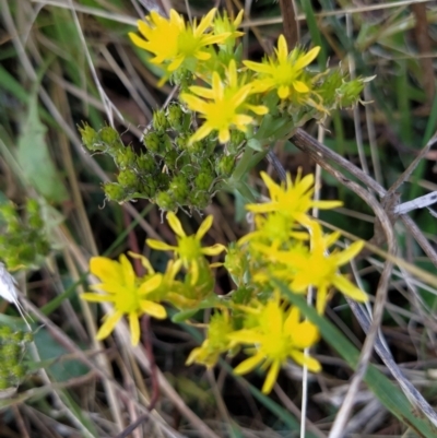 Sedum sp. (A Stonecrop) at Fadden, ACT - 9 Feb 2023 by KumikoCallaway