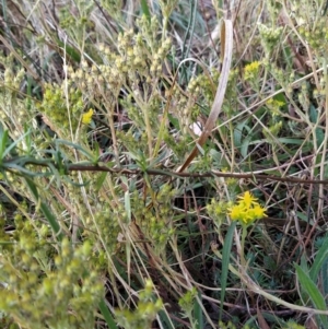 Sedum sp. at Fadden, ACT - 9 Feb 2023