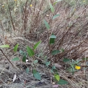 Hardenbergia violacea at Fadden, ACT - 9 Feb 2023